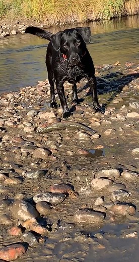 Duck season 2020 is already off to a strange start. #duckhunting #duckdog #hunting #fishdog
