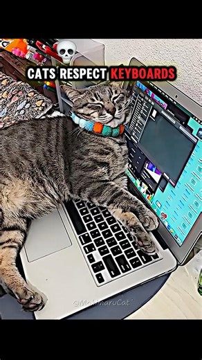 Cats Respect Keyboards… ☠️ #cats #catshorts #funnycats #trollfaceedit #edit