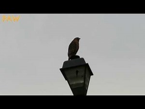 Red-shouldered Hawk vs. Red-tailed Hawk Calls