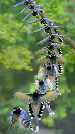 Stunning Birds: Nature's Colorful Aviary Display