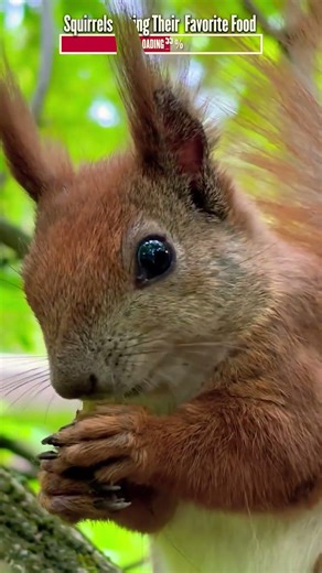Squirrels Eating Their Favorite Food | Algorithm Cleanse