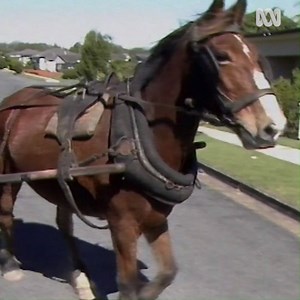 HORSE-DRAWN BREAD DELIVERIES ON THE GOLD COAST 😁🐴 Do you think this would work these days? Back in 1987, bread was still being delivered to some Gold Coast houses by horse and carriage. What are your memories of Wayne and his horse? | ABC Gold Coast