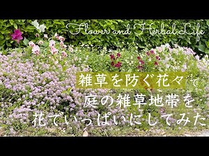 How to get rid of weeds. Garden will be changed.