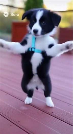 dancing animals compilation