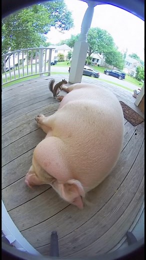 18M views · 99K reactions | Pig Farts in His Sleep… Squirrel Spins and Passes Out! ️ #viralvideochallenge #funnymoments | Lala Sana | Facebook