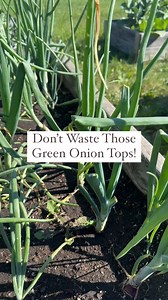 Dehydrated Green Onions! Those leaves of spring onions are edible long before the bulbs are big enough to harvest and can be used fresh or dried in a variety of ways. I use these a lot, perfect for adding to dips, breakfast potatoes, soups, sauces. You can take it a step further and blend them to make a green onion powder! Wash and slice your green onion top Dehydrate at 100f for about a day, or until dry and crisp. Store as is in a jar with a tight lid or blend into a powder. . . . #garden #gre