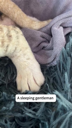 Discover Adorable Baby Lions in Thailand