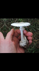 Today we cover the destroying Angel a name given to a few similar all deadly totally white Amanita mushrooms. Some in UK and some in N America #mushrooms #amanita #destroyingangel #whichbetty #destroyingangelmushroom #poisonousmushrooms #mushroomsafety #safetyfirst #besafe #foraging #forager #uk #forageuk #pnwonderland | Elizabeth Burdock