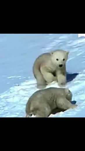 Impact of Global Warming on Polar Bears