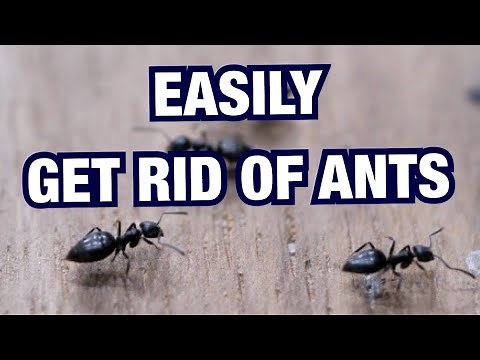 Get Rid Of Ants Using Insecticides
