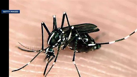 Tiger mosquitoes emerging in Wisconsin