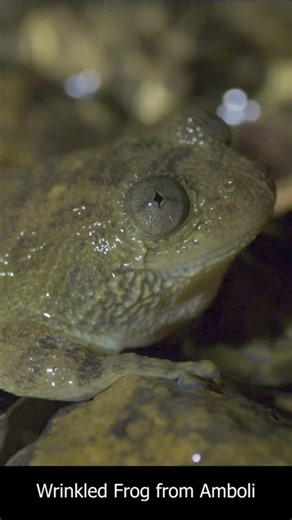 🐸 You won’t believe this sound is coming from a frog… 😳🔊