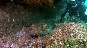 15 Prehistoric creatures that still exist today