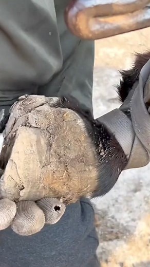 Farrier replaces donkey’s old horseshoes – traditional blacksmith skills in action! #Animal #Horse #Cow #Donkey #HoofCare #Satisfying #Hoof #Care #Helping #Farrier | Hoof Farrier