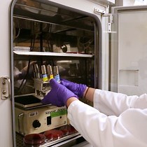 Video: Antimicrobial Synergy Testing by the Inkjet Printer-assisted Automated Checkerboard Array and the Manual Time-kill Method