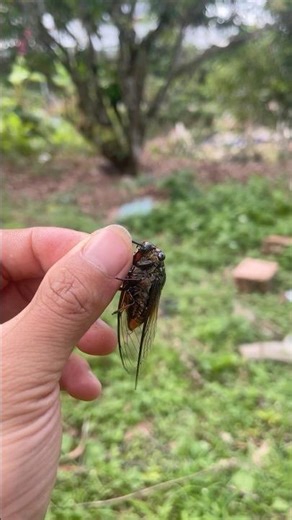Why isn’t this cicada making any sound