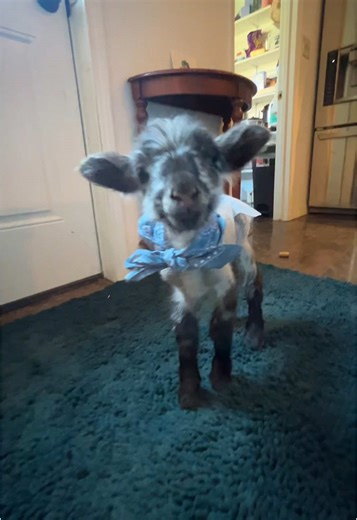 Cuteness Overload: Adorable Sheep Moments