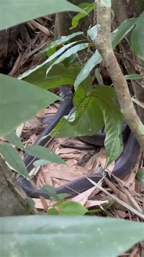 The king - or should I say queen! A female king cobra guarding her nest with her life, she’ll sit here for nearly three months, leaving just before they hatch so she doesn’t get the overwhelming urge to eat them! 🐍 | Steve Backshall