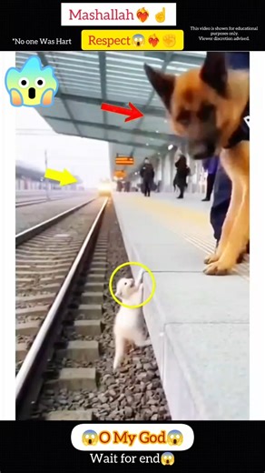 Respect 😱 Mashallah 🥰 #respect #shorts #allah