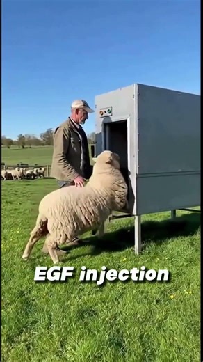 🐑The Easiest Way to Remove Sheep’s Wool