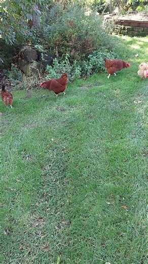Chickens Take Over My Yard!!! #chicken #freerangechickens #duck
