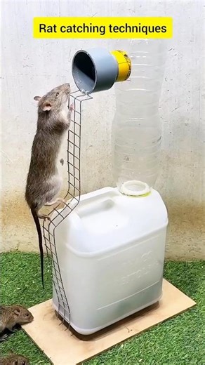 Rat catching techniques#rat