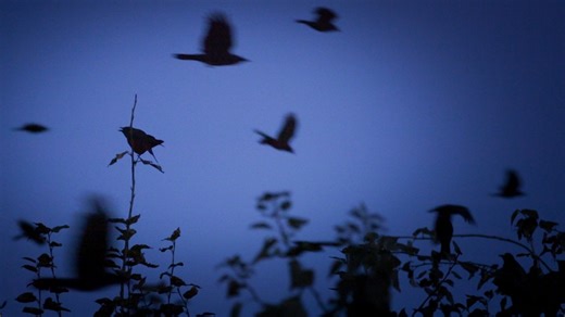 Seattle crows are so smart, they’re challenging what we know about evolution