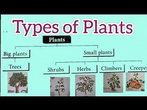 Types of Plants/Plants around us/Plants type and names for kid/plants science for primary class1,2,3