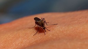 82 de cazuri confirmate cu virusul West Nile în România. INSP a anunțat că 10 persoane au murit din cauza acestei infecții