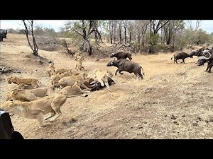 An EPIC SIGHTING! Battle between lions and buffalo 🦁🐃🤠