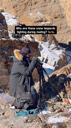 Why Snow Leopards “Fight” During Mating | Rare Himalayan POV #wildlensrishi
