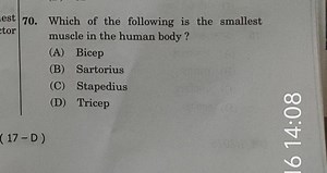 70. Which of the following is the smallest muscle in the human ... | Filo
