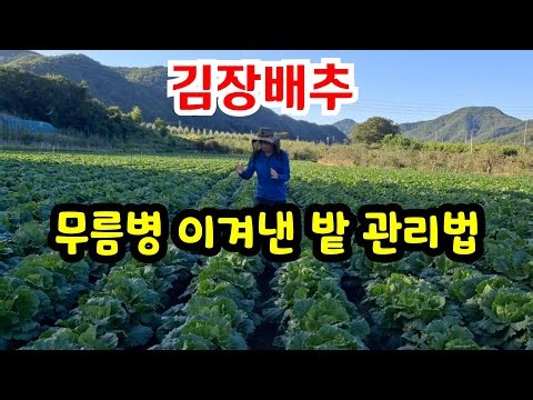 Cabbage Soft Rot Prevention Tips (From Garden Preparation to Harvest) #KimjangCabbageGrowing