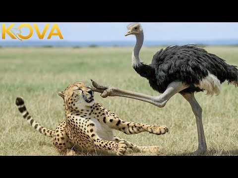 African Ostrich – The Life-or-Death Race on The Savannah | Wild Animals