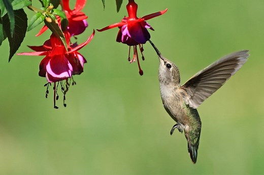 How to Attract Hummingbirds to Your Garden