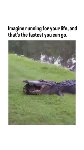 Rare Folio on Instagram: "This X post features a viral video of a tortoise escaping an alligator's jaws and crawling away at its maximum speed of roughly 1 km/h, captioned to evoke the irony of a desperate flight that's comically slow. Posted by @MAstronomers , a science and culture account, the clip has garnered over 1 million views and 19,000 likes, sparking humorous replies comparing it to human sluggishness or dream chases. Biologically, the tortoise's armoured shell enables such escapes des