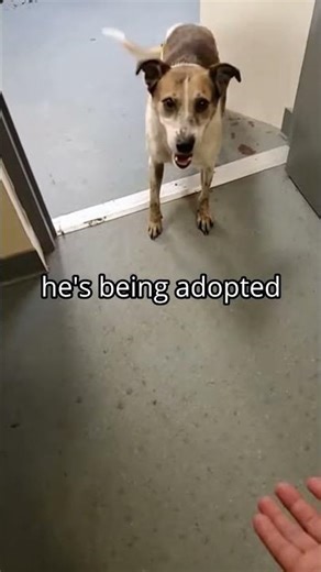 What happens to old dogs