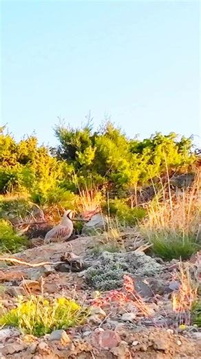 Kınalı keklik ötüştürme kültürü, yüzyıllardır Anadolu insanının kekliğin görüntüsüne ve eşsiz sesine duyduğu sevginin bir yansımasıdır. İnsan, doğayla uyum içinde yaşayarak bu geleneği hayatına katmış; doğaya zarar vermeden, saygıyla ve bilinçle yaşatmıştır. Günümüzde ise kınalı keklik ötüştürme, koruma bilinciyle sürdürülen, doğal ortamında icra edilen ve kültürel bir spor niteliği kazanmış köklü bir mirastır. 🐦🎶🌿 The tradition of red-legged partridge calling has been shaped for centuries by