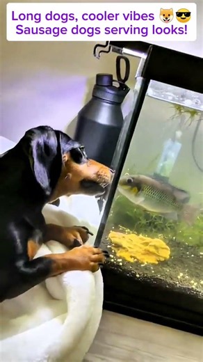 Cool Dachshunds Compilation | Adorable Sausage Dogs in Style #heartwarming #petshorts #pets