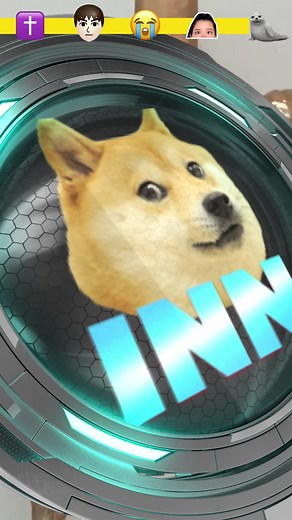 The sad reason this walrus was put to sleep 😭 | Know Your Meme