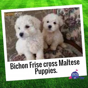 3 comments | BEAUTIFUL Bichon Frise x Maltese PUPPIES FOR SALE,...