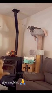 19K views · 193 reactions | Cat vs dog 2  | Charles Lingame | Facebook