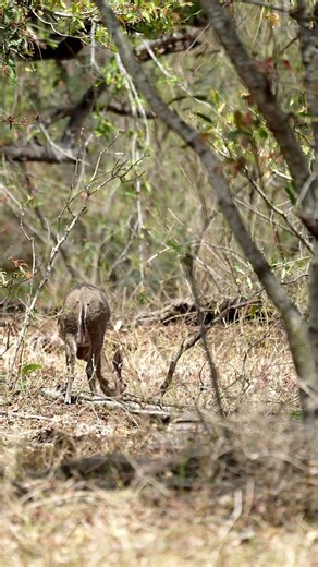 Tiny Duiker in Kruger Park, South Africa.
