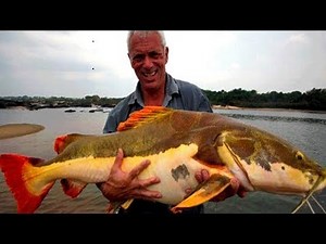 Los 10 Peces De Agua Dulce Mas Grandes Del Mundo