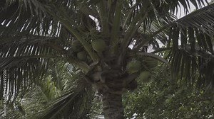 4k video of coconut palm tree swaying with the wind. Closeup of green palm tree tropical leaves, branches and coconuts