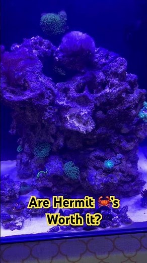 Are Hermit Crabs Even Worth Keeping? #aquarium #nanoreef #reeflife #reef #reeftank