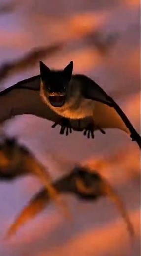 "Millions of Bats Form MASSIVE Tornado 🌪️🦇 (Unbelievable Footage)"