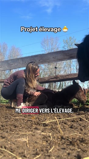 Élevage de chevaux : un projet passionnant