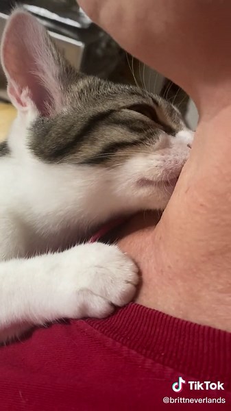 Cat Nursing on Humans: A Cute and Unusual Interaction