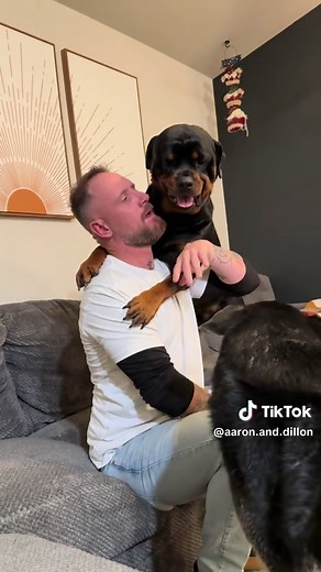 Yes my other dog Mickey gets plenty of attention. Keep in mind this is a 90 second video out of a 24hr day😎 #dillonrottweiler #germanshepard #husky